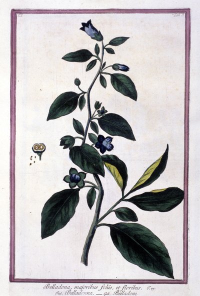 Belladonna, blomster og bær. Giftig plante brugt i medicin. Gravering efter et herbarium fra det 19. århundrede. af Unknown artist