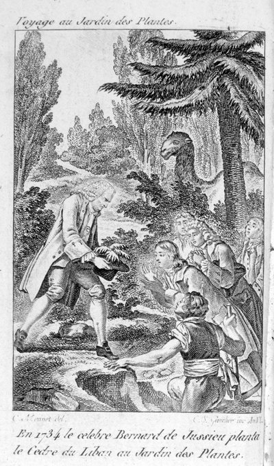 Bernard de Jussieu, fransk botaniker (1699-1777) planter et cedertræ fra Libanon i planternes have i Paris af Unknown artist