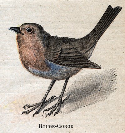 Fugle nyttige til landbrug: Rød - strube af Unknown artist
