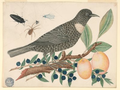 Sort fugl med blåbær og abrikoser af Unknown artist