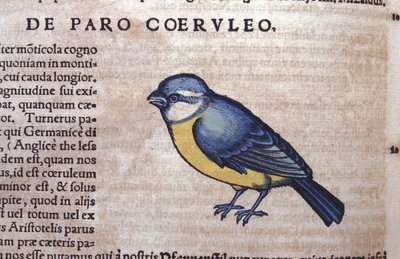 Blue Passereau i Historia Animalium af Conrad Gesner (1516 - 1565), Tiguri af Unknown artist