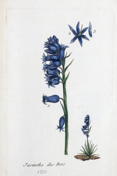 Blåklokke af Unknown artist