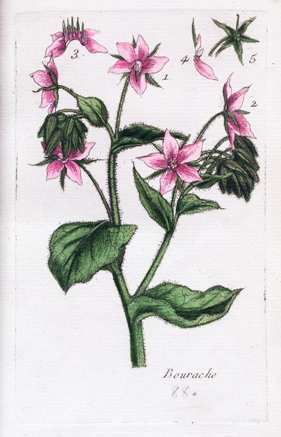 Borage af Unknown artist
