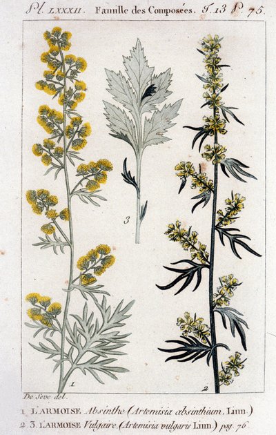 Botanisk plade: Sagebrush Absinthe (Artimisia Absinthium) og Sagebrush Vulgaris (Artimisia Vulgaris). Indgravering af det 18. århundrede af Unknown artist