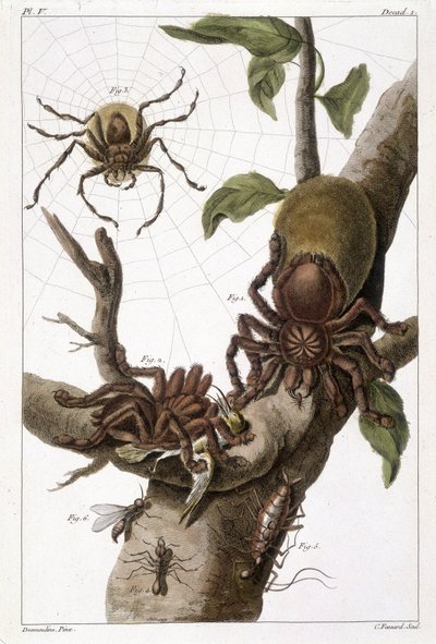 Botanisk tavle: 1) Surinam edderkop på guajave og larvekokon 2) samme edderkop fortærer en kolibri deraf navnet Aranea avicularia Linn 3) Edderkoppejæger af Linneus, Surinam 4) Surinam myre 5) Nymfe fra denne myre 6) Vinget myre - i "" Denne q? Det er mere af Unknown artist