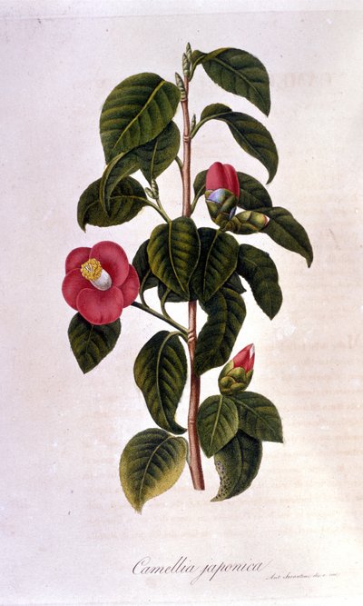 Botanisk tavle: Camelia fra Japan. 1800-tals gravering af Unknown artist