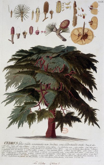 Botanisk tavle: Ceder. n.d. 19. århundrede. af Unknown artist