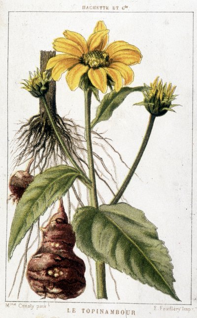 Botanisk tavle, der repræsenterer en jordskok. af Unknown artist