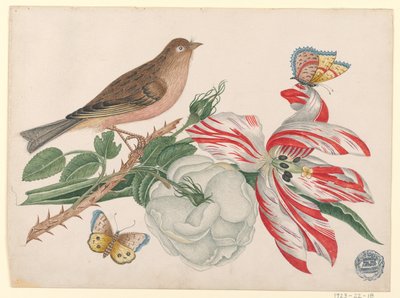Brun fugl på gren med rose, tulipan og insekter af Unknown artist