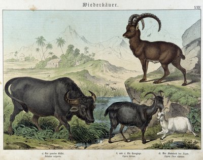 Bøfler, ged, ged og stenbuk - i "" Natural historier of pattedyr", red. Schreiber af Unknown artist