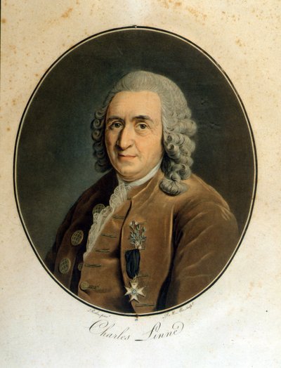 Carl Von Linné svensk naturforsker og forfatter (1707 - 1778) af Unknown artist