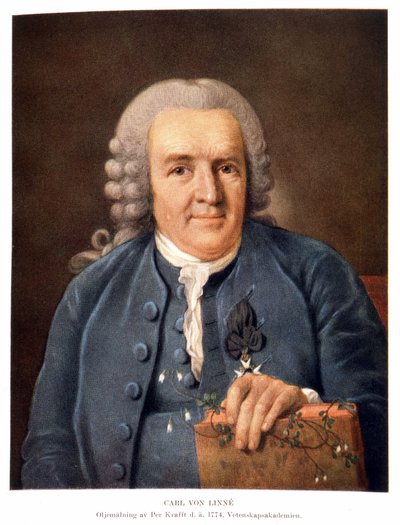 Carl Von Linné svensk naturforsker og forfatter af Unknown artist