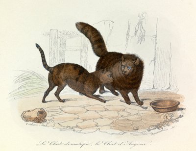 Katte: Tamkatte og angorakatte; Cuvier og Linnaeus klassifikation (stik) af Unknown artist