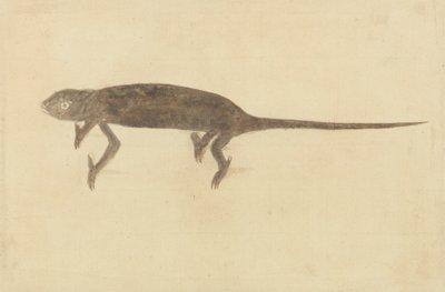 Kamæleon Kamæleon af Unknown artist
