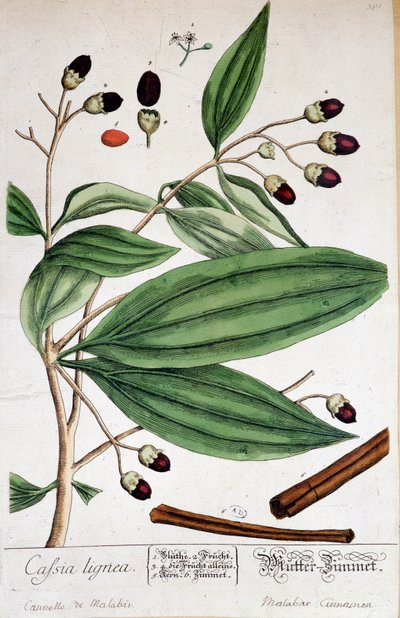 Cinnamon de Malabar (Indien) - botanisk bord af Unknown artist