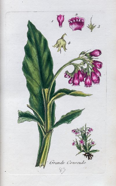 Comfrey af Unknown artist