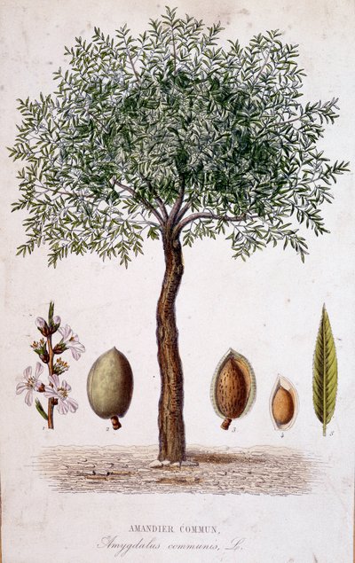 Fælles mandeltræ - botanisk bord af Unknown artist