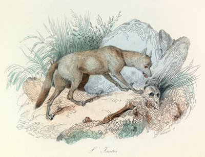 "Completes de Buffon" med Linneenes nomenklatur og Cuviers klassifikation: Dyrene: Le fox arctic (gravering) af Unknown artist