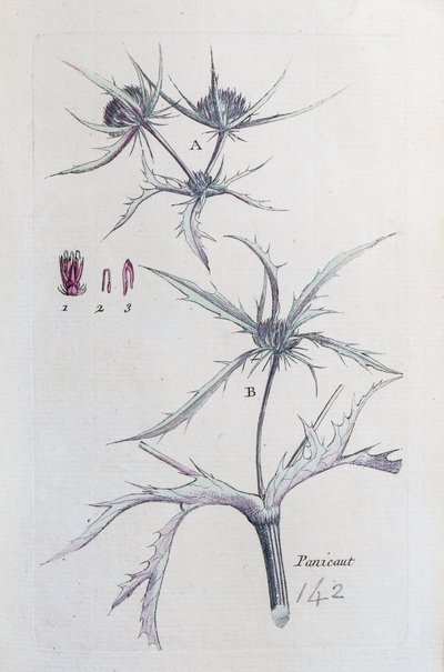 Landet Panicaut af Unknown artist