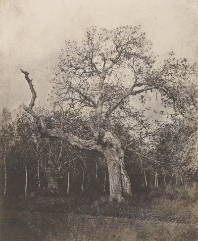 [Skævt træ med sparsomme blade] af Unknown artist
