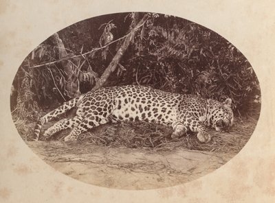 Død Leopard af Unknown artist