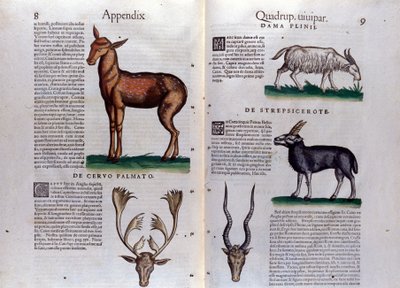 Hjorte og antiloper - i Historia Animalium af Conrad Gesner (1516 - 1565), Tiguri af Unknown artist