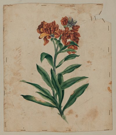 Designtegning, begyndelsen af det 18. århundrede af Unknown artist