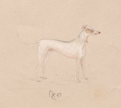 Hund af Unknown artist
