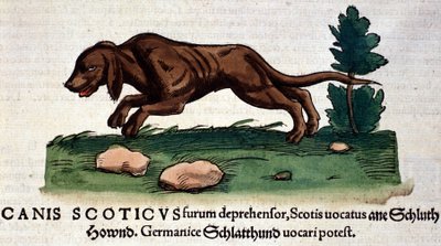 Hund fra Historia Animalium af Conrad Gesner, Tiguri 1560. Biblioteca nazionale Braidense. Milano af Unknown artist