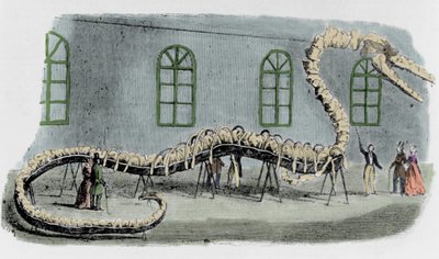 Dr. Albert C. Kochs falske søslange. Skelettet var monteret med knogler fra forskellige dyr. Slangen fik navnet "Hydrarcus Silimanni". Han blev udstillet i New York med stor succes i 1845. Da svindlen blev opdaget, stak Koch af og gik tilbage til af Unknown artist