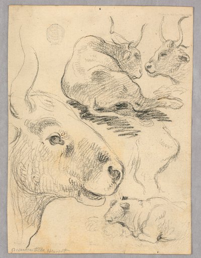 Tegning: Skitser af køer af Unknown artist