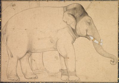 Tegning af en elefant af Unknown artist