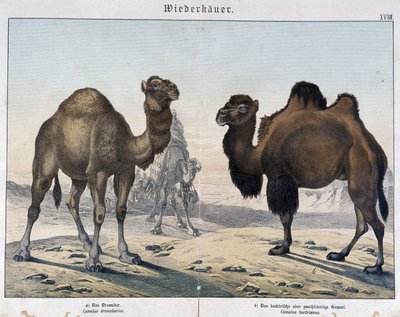 Dromedar og kamel - i "" Natural historier of pattedyr", red. Shreiber, München af Unknown artist