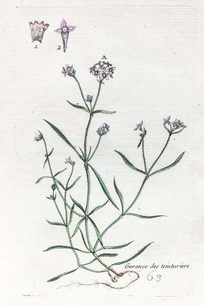 Farvernes galde eller Farvernes skovmærke af Unknown artist