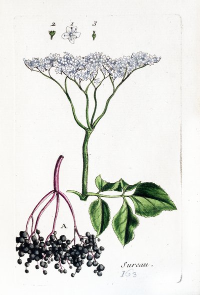 Hyldebær af Unknown artist