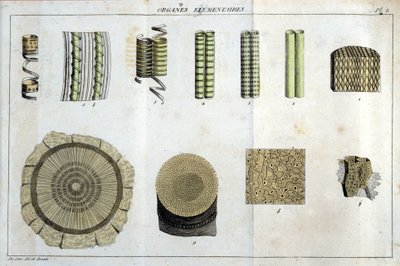 Elementære organer: i "" Flora Francoise, eller en kort beskrivelse af alle de planter, der vokser naturligt i Frankrig, arrangeret efter en ny analysemetode, hvortil vi knytter citatet om deres mindre tvetydige dyder inden for medicin og deres anvendeligh af Unknown artist