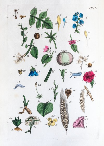 Elementær tabel over figurer og deres navne i Flora Parisiensis af Unknown artist