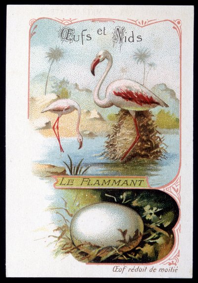 Flamingo - Æg og reder. 1800-tallets kromolitografi. af Unknown artist