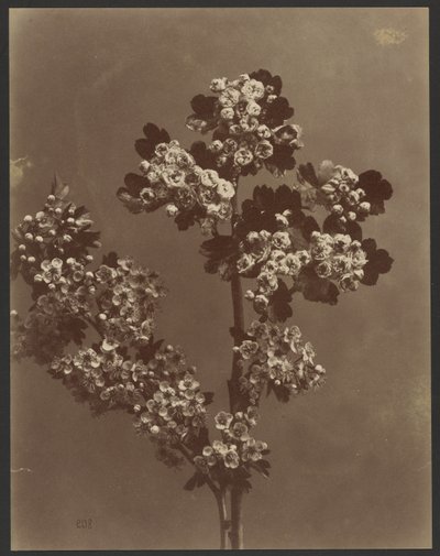 [Blomsterstudie med flere blomsterklaser]. af Unknown artist