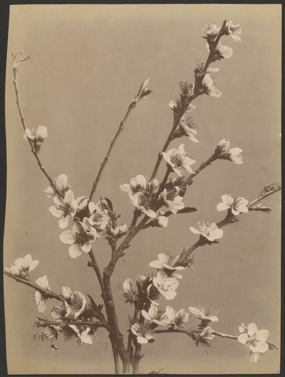 [Blomsterstudie med små hvide blomster]. af Unknown artist