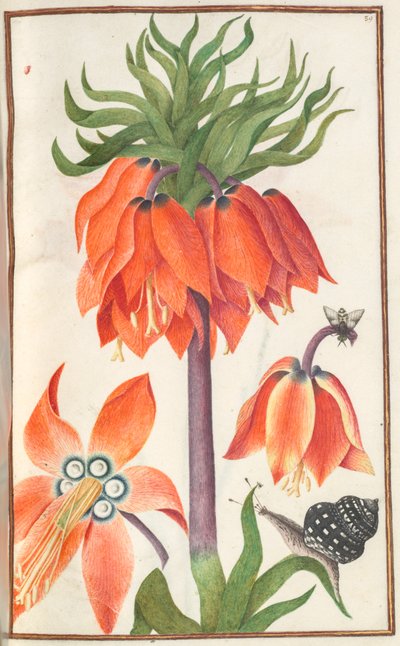 Florilegium: (side 19 recto) orange fritillaria imperialis (kejserlig krone) af Unknown artist