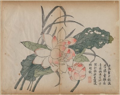 Blomstrende Lotus og Knop af Unknown artist