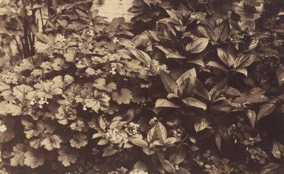 [Blomster og blade] af Unknown artist