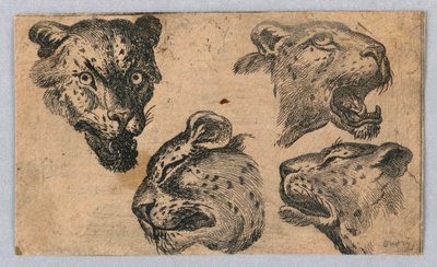 Fire undersøgelser af leopardhoveder af Unknown artist