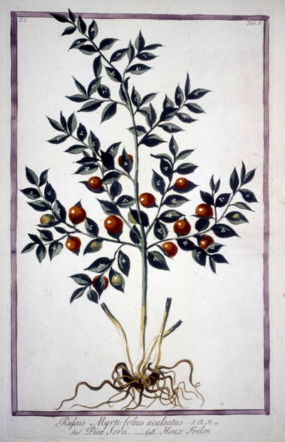 Fragon Falsk Holly eller Small Holly (Ruscus) i et herbarium fra det 19. århundrede. af Unknown artist
