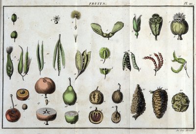 Frugter: i "" Flora Françoise, eller en kort beskrivelse af alle de planter, der vokser naturligt i Frankrig, arrangeret efter en ny analysemetode, hvortil citatet af deres mindst tvetydige dyder inden for medicin og deres anvendelighed i kunsten" af af Unknown artist