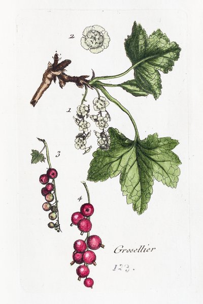Stikkelsbær af Unknown artist