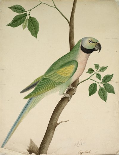 Grøn papegøje af Unknown artist