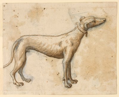 Greyhound af Unknown artist