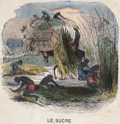 Høst sukkerrør i Vestindien. 1800-tals illustration. Bianchetti samling. af Unknown artist